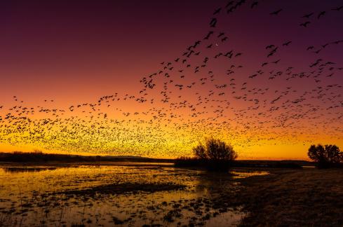 Snow Geese Fly Out