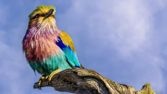 African Lilac-breasted Roller 2