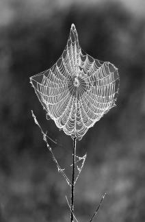 Spider Web With Morning Dew