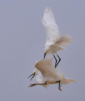 White Morphs Mating Dance 2