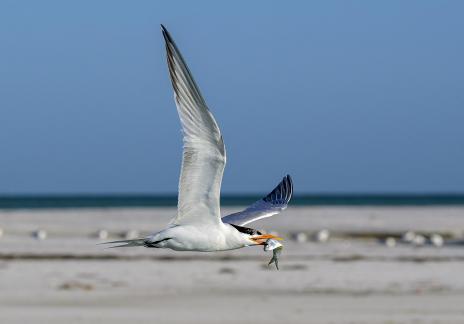 Royal Tern In Flight With Fish