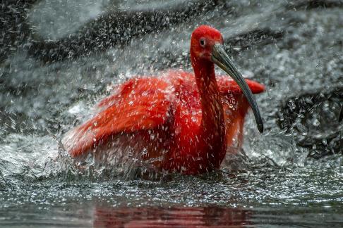 Scarlet Ibis Bathing