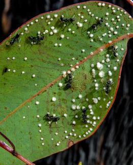 Busy Ants