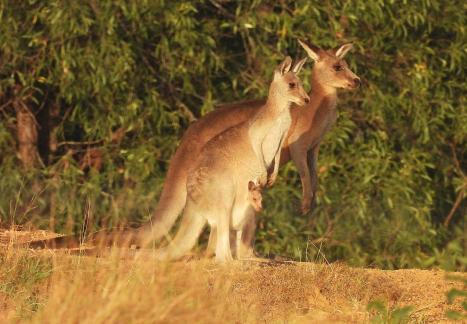 Aussie Family