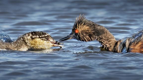 Feeding the baby 2