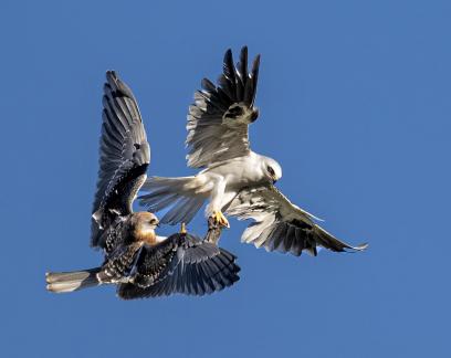 Food exchange in the sky 9