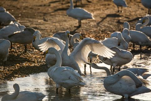 Rongcheng Swan 3