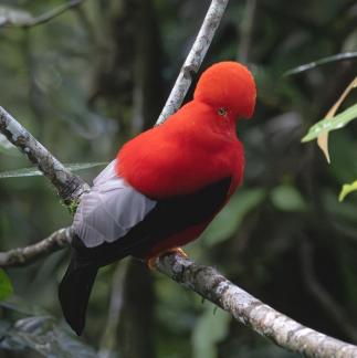 Andean Cork Of The Rock 7995