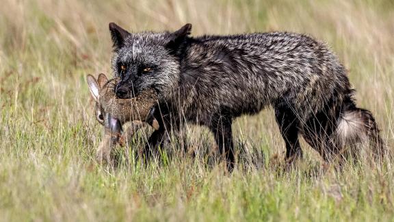 Fox Hunting Rabbit 1463