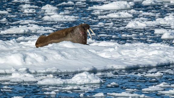 Walrus Sun Bathing 8469