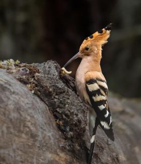 Hoopoe Brings Food Home 102