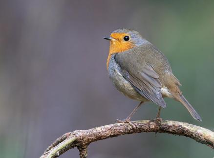 Rouge gorge commun