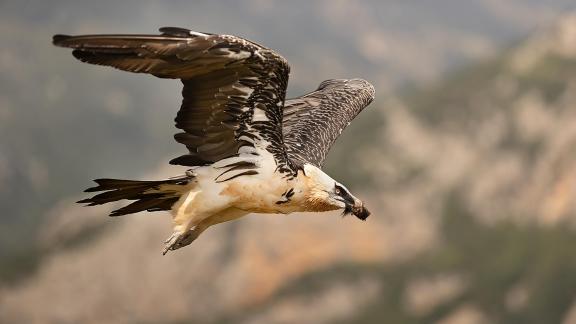 Quebrantahuesos con comida volando