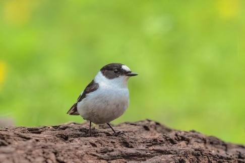 Flycatcher