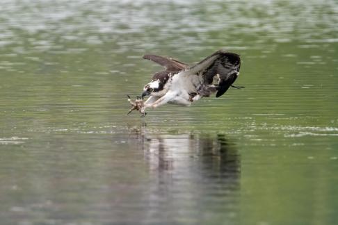 Osprey finding Fish