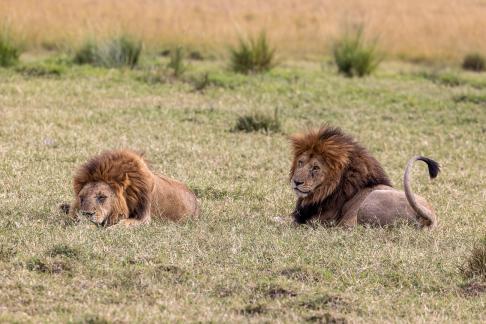 Male Lion Taking a Naps