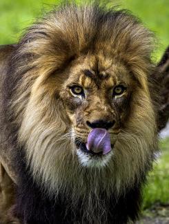 Lion Licking