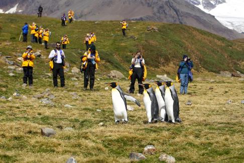 Close Encounter with King Penguins