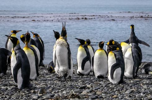 Penguin Shedding Feather