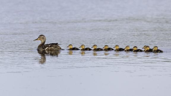 Ducklings Outing