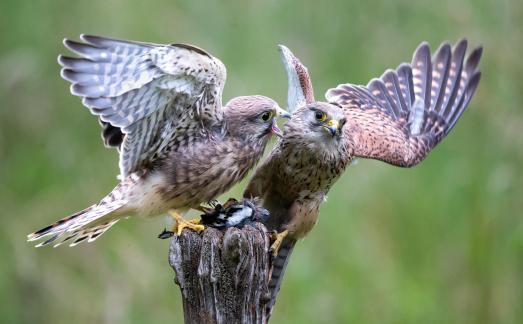 Squabbling Over Prey