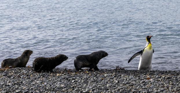 Chased by Seal Lion Cubs