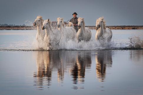 Camargue horses in gallop 27