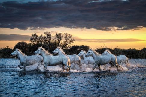 Camargue horses at sunset 31