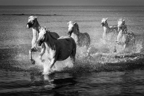 Gallop at the beach 4