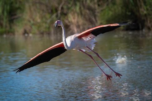 Flamingo in flight 1