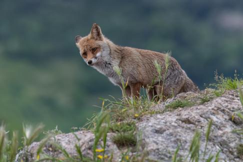 Fox at Lauzet 14