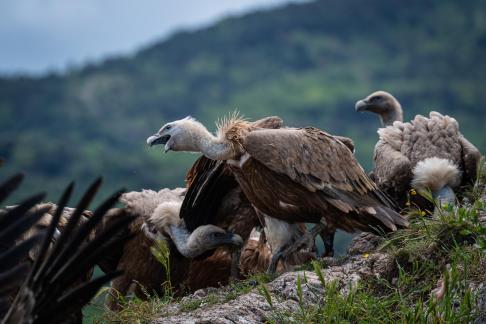 Vultures in the Pyrenees 7