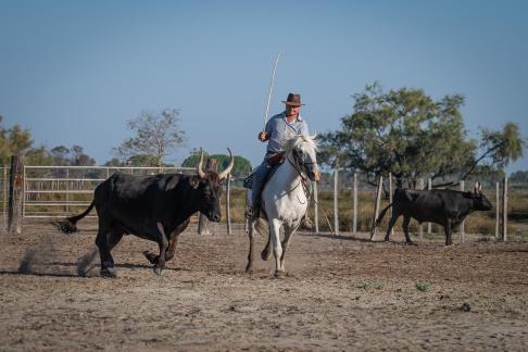 Sorting bulls 5