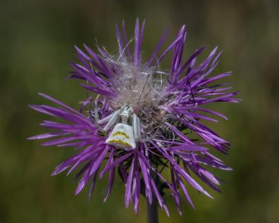 THOMISIDAE ON A THISTLE 24