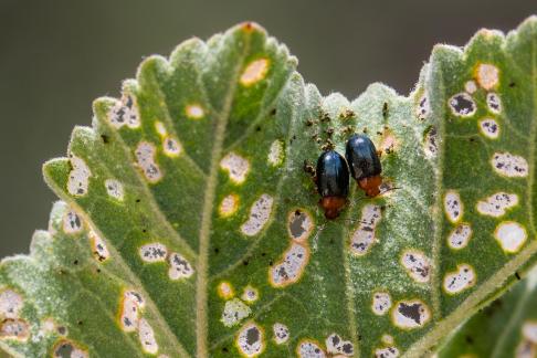 TINY BEETLES