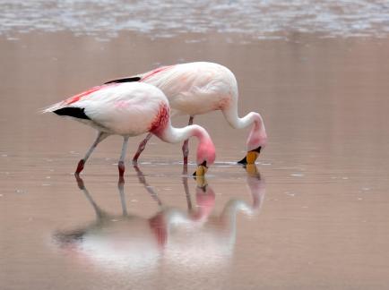 Two flamingoes