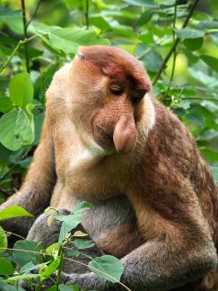 Proboscis monkey