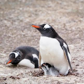 Twin gentoo chicks