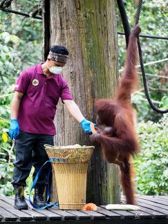 Feeding the Orang Utans