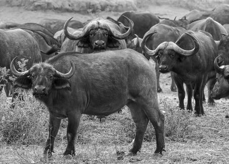 Buffalo w Elephants Passing By