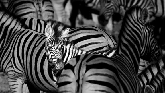 Zebra Foal Lost in Crowd