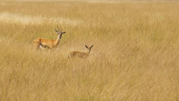 Thompsons Gazelle w Calf