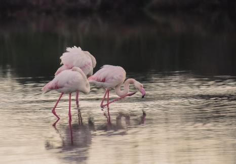 Pink flamingos