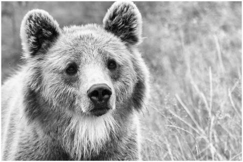 Brown Bear looking