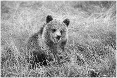 Young Bear showing teeth