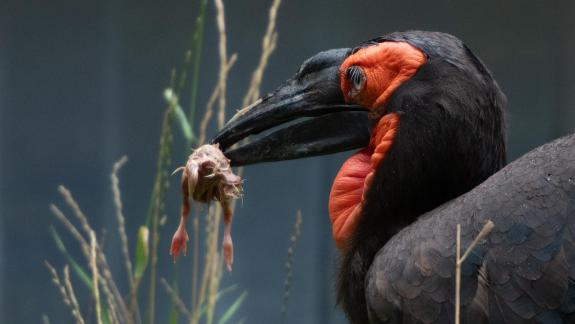 Ground Hornbill with chic