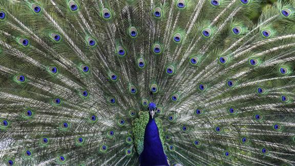 Wonderful Peacock