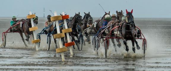 trot race 24