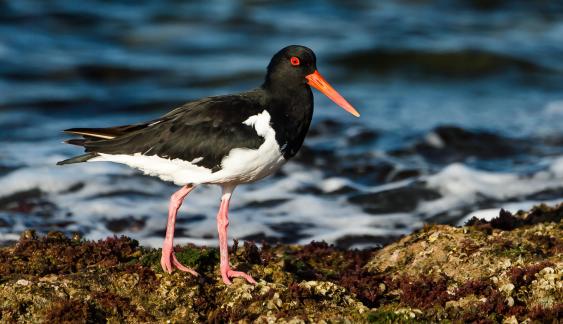 oystercatcher a4