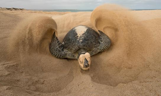 turtle covering eggs 151